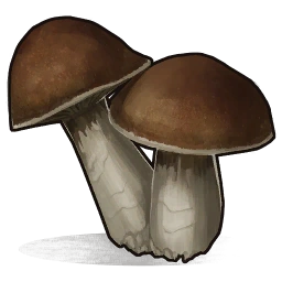 Mushroom